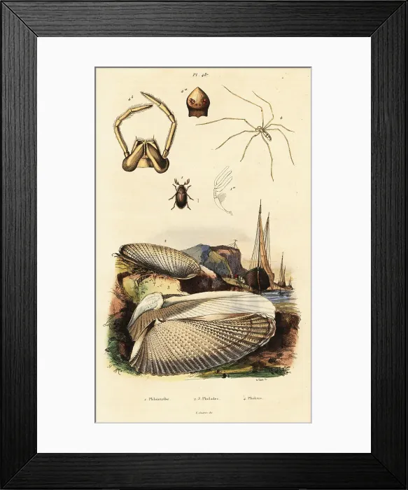 Framed Print : Piddock, clam, beetle and spider Framed Print : Piddock, clam, beetle and spider