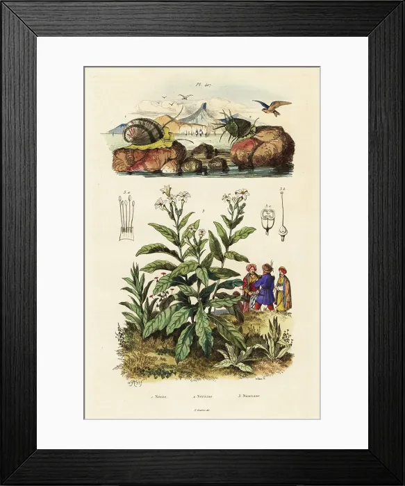Framed Print : Sea snails and tobacco plant Framed Print : Sea snails and tobacco plant