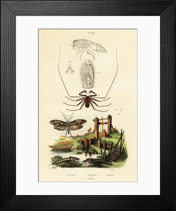 Framed Print : Whip spider and caddisfly Framed Print : Whip spider and caddisfly