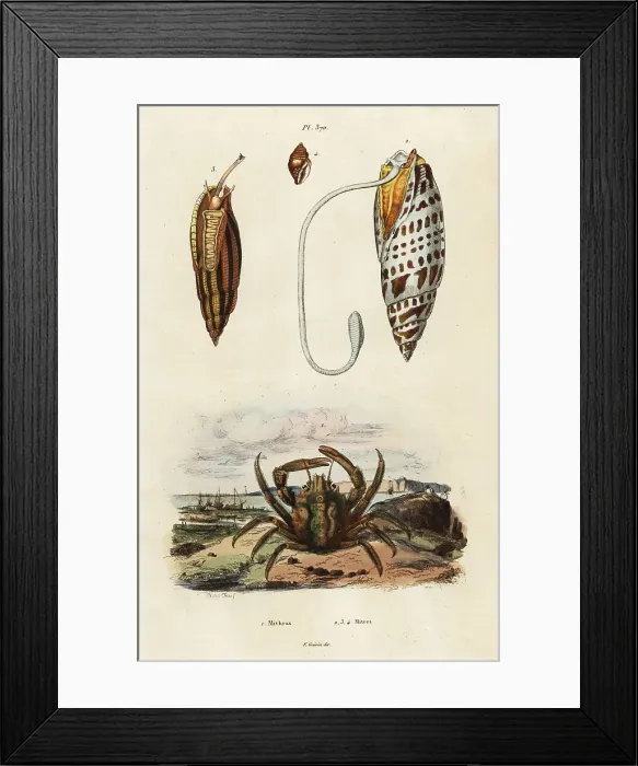 Framed Print : Mitre shells and green clinging crab Framed Print : Mitre shells and green clinging crab