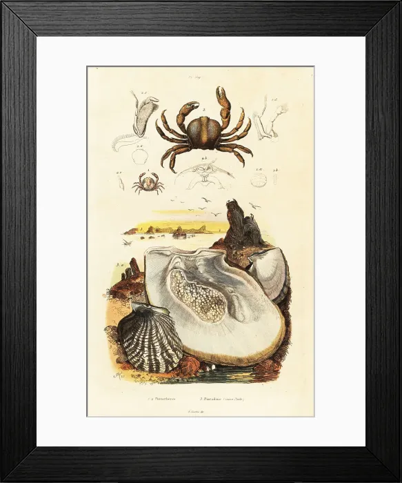 Framed Print : Pin crabs and pearl oyster Framed Print : Pin crabs and pearl oyster