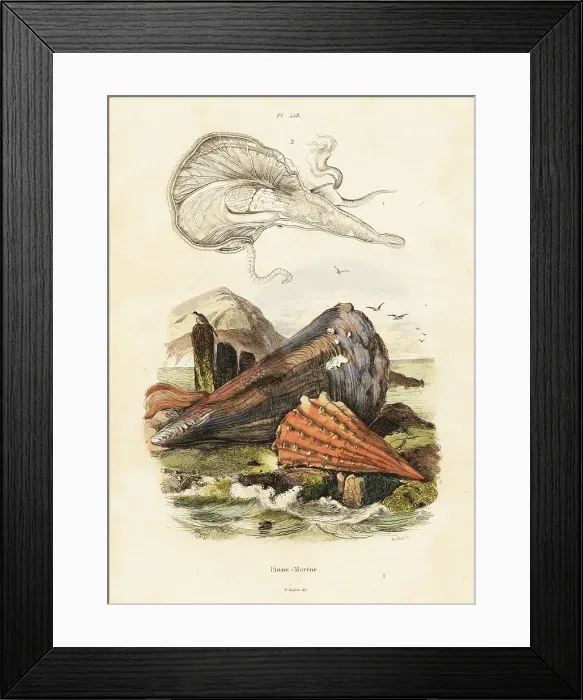 Framed Print : Pen shells or fan mussels Framed Print : Pen shells or fan mussels