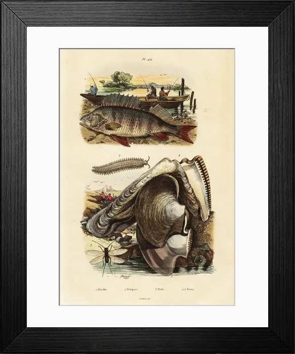 Framed Print : Perch, pearl oyster, velvet worm and lacewing