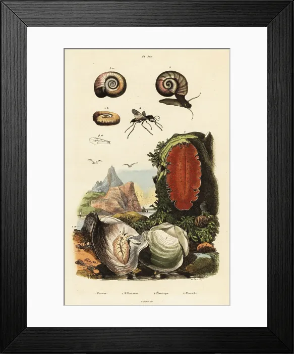 Framed Print : Oyster, spider wasp and snail Framed Print : Oyster, spider wasp and snail