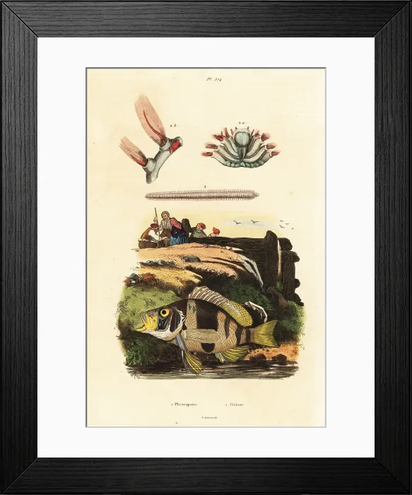 Framed Print : Barred hamlet and sea mice Framed Print : Barred hamlet and sea mice