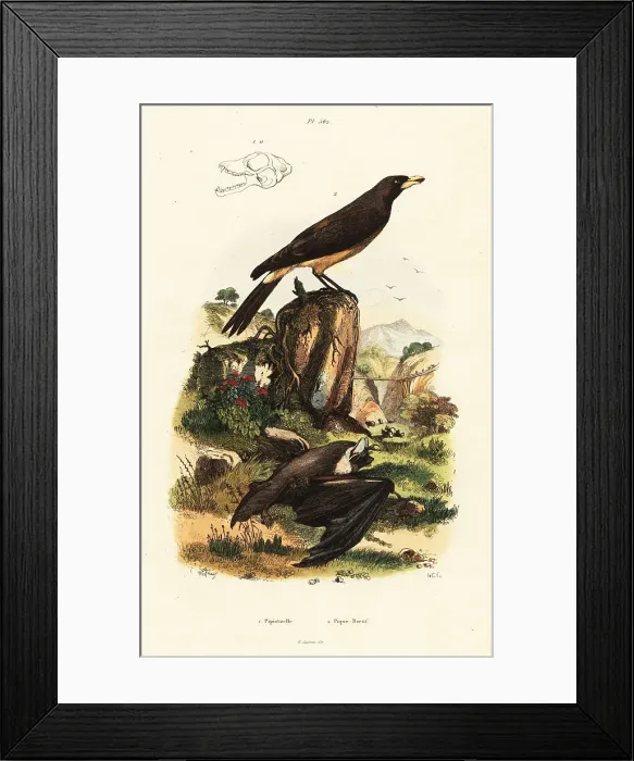 Framed Print : Common pipistrelle bat and yellow-billed oxpecker Framed Print : Common pipistrelle bat and yellow-billed oxpecker