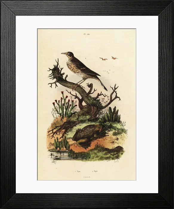 Framed Print : Meadow pipit and Suriname toad Framed Print : Meadow pipit and Suriname toad