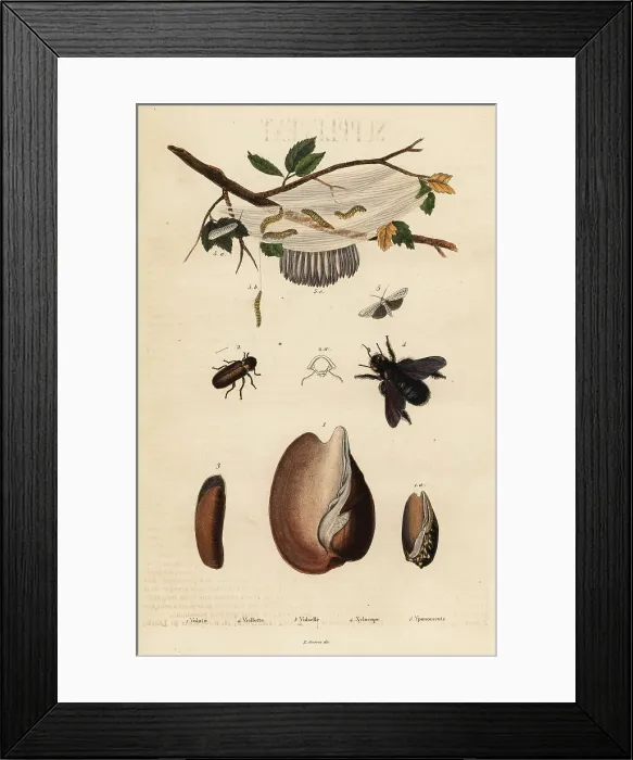 Framed Print : Volute, beetle, carpenter bee and moth Framed Print : Volute, beetle, carpenter bee and moth