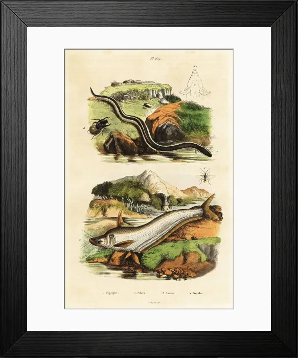 Framed Print : Catfish, dwarf siren, wasp and beetle Framed Print : Catfish, dwarf siren, wasp and beetle