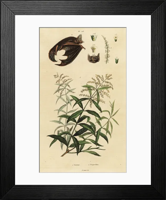 Framed Print : Lemon verbena and parti-coloured bat Framed Print : Lemon verbena and parti-coloured bat
