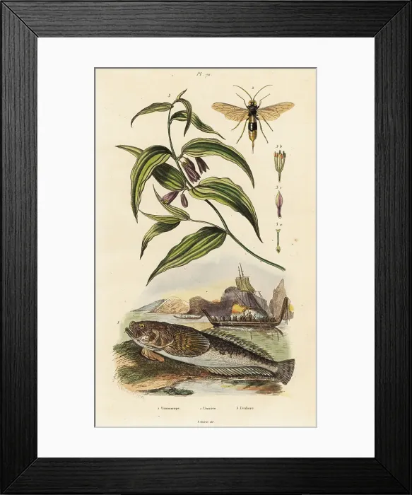 Framed Print : Atlantic stargazer, wood wasp and Chinese Fairy Bells Framed Print : Atlantic stargazer, wood wasp and Chinese Fairy Bells