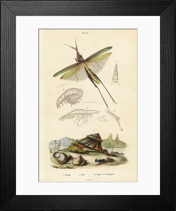 Framed Print : African grasshopper and turban shell