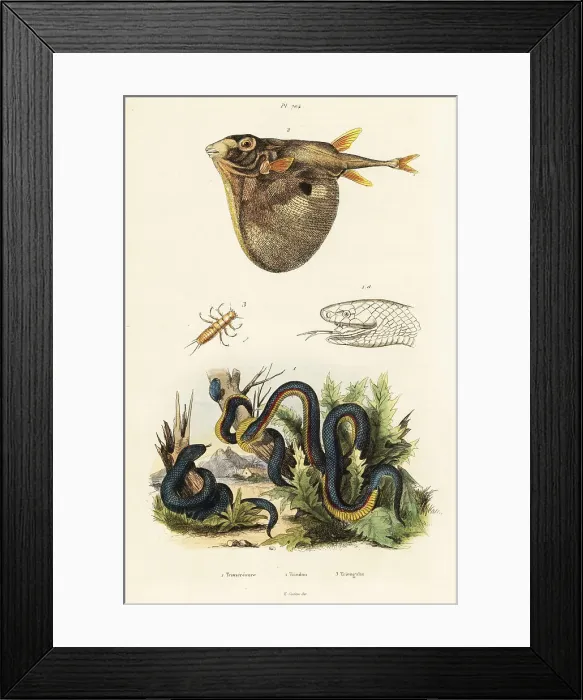 Framed Print : Red-bellied black snake and threetooth puffer Framed Print : Red-bellied black snake and threetooth puffer