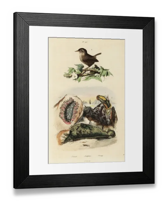 Framed Print : Eurasian wren, Nile topsail, and sea slug Framed Print : Eurasian wren, Nile topsail, and sea slug