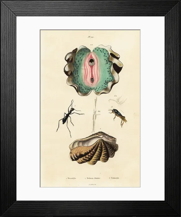 Framed Print : Giant clam and beetles Framed Print : Giant clam and beetles