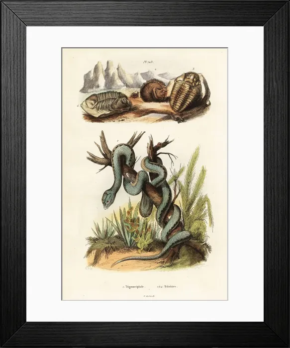 Framed Print : Martinican pit viper and extinct trilobites Framed Print : Martinican pit viper and extinct trilobites