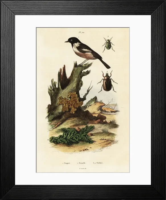 Framed Print : European stonechat, yellow brain and scarab beetles Framed Print : European stonechat, yellow brain and scarab beetles