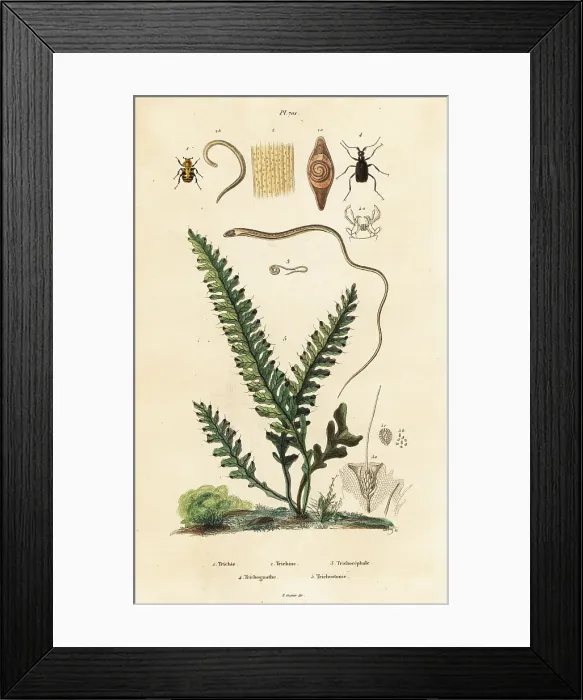 Framed Print : Fern, bee beetle and roundworms Framed Print : Fern, bee beetle and roundworms