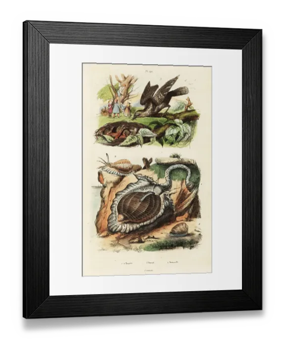 Framed Print : Tun shells and Eurasian wryneck Framed Print : Tun shells and Eurasian wryneck