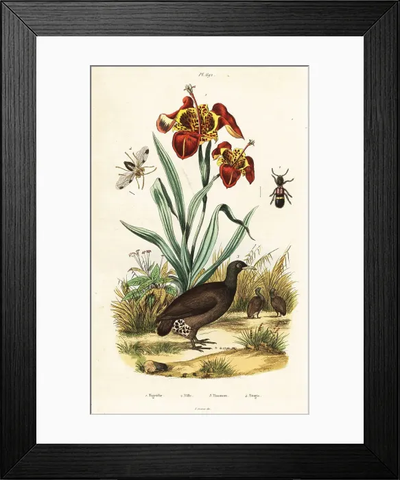 Framed Print : Tiger iris and great tinamou Framed Print : Tiger iris and great tinamou