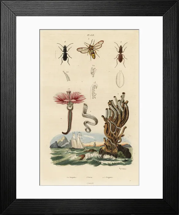 Framed Print : Plume worm, hornet moth and beetles Framed Print : Plume worm, hornet moth and beetles