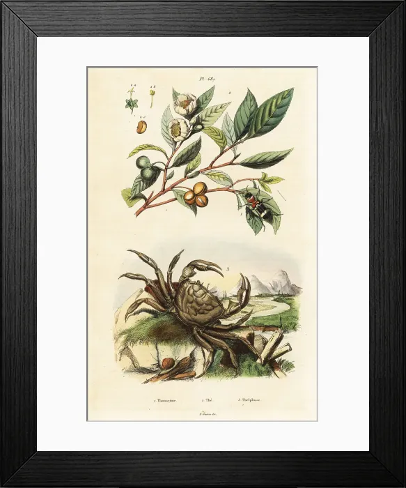 Framed Print : Tea, beetle and crab Framed Print : Tea, beetle and crab