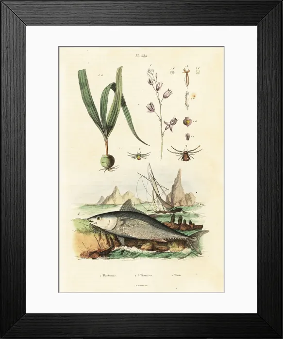 Framed Print : Atlantic bluefin tuna and belitia orchid