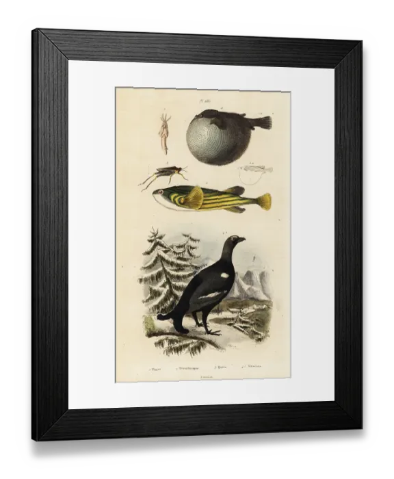 Framed Print : Black grouse, pufferfish and groundhopper Framed Print : Black grouse, pufferfish and groundhopper