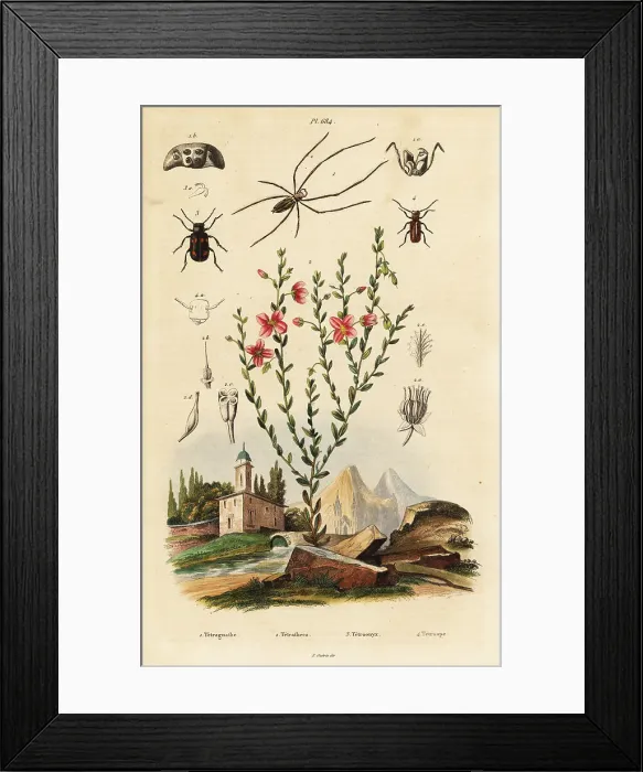 Framed Print : Black-eyed susan, spider, and beetle Framed Print : Black-eyed susan, spider, and beetle