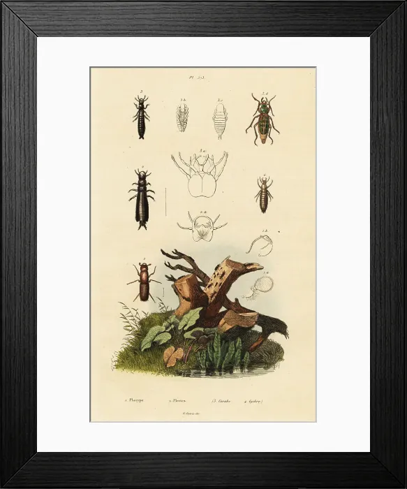 Framed Print : Weevil and ground beetles Framed Print : Weevil and ground beetles