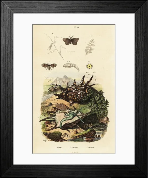 Framed Print : Spider conch and drain flies Framed Print : Spider conch and drain flies