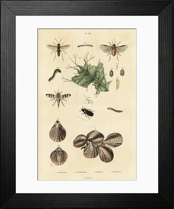 Framed Print : Beetle, sawfly and lamp shells Framed Print : Beetle, sawfly and lamp shells