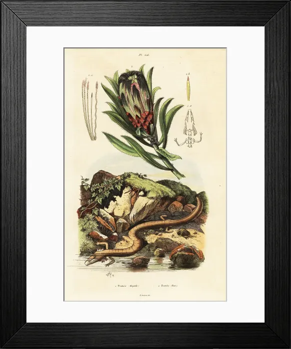 Framed Print : Brown-beard sugarbush and olm Framed Print : Brown-beard sugarbush and olm