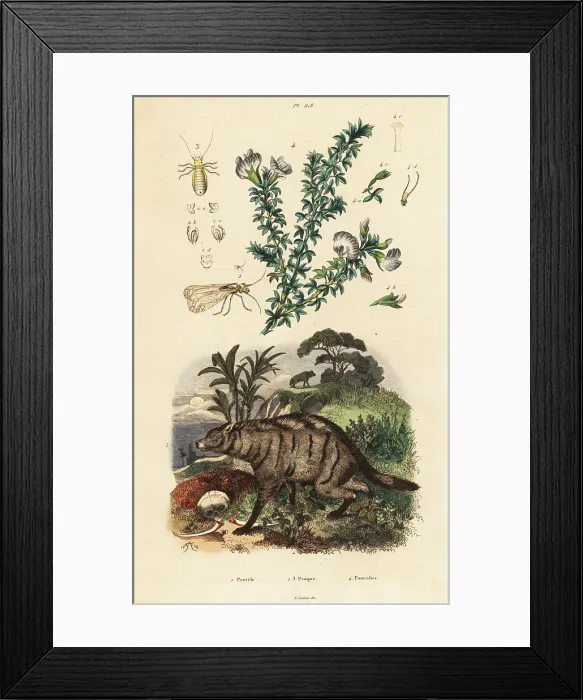 Framed Print : Aardwolf, Arabian pea and louse Framed Print : Aardwolf, Arabian pea and louse