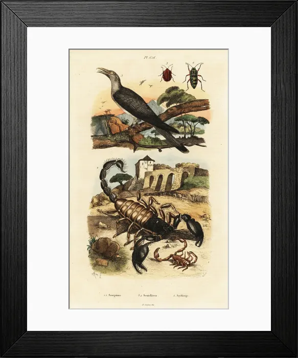 Framed Print : Scorpions and cuckoo Framed Print : Scorpions and cuckoo