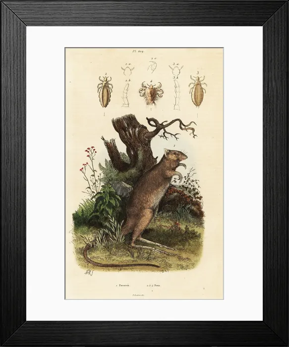 Framed Print : Long-footed potoroo and lice species Framed Print : Long-footed potoroo and lice species