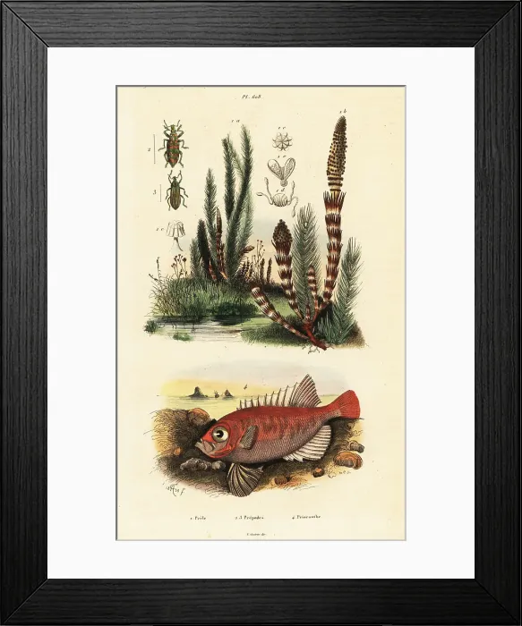 Framed Print : Longfinned bullseye, Cookeolus japonicus Framed Print : Longfinned bullseye, Cookeolus japonicus