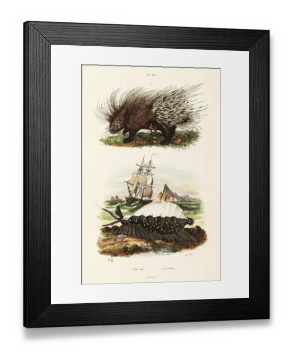 Framed Print : Crested porcupine and tiger cowrie Framed Print : Crested porcupine and tiger cowrie