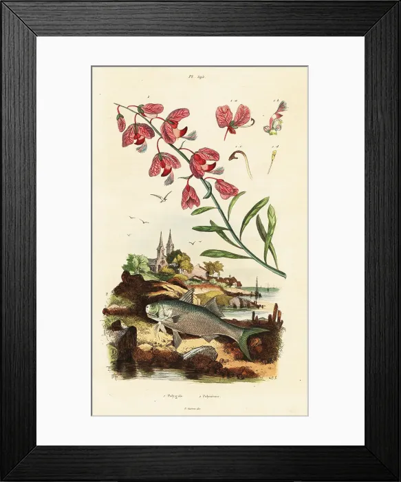 Framed Print : Cape milkwood and paradise threadfin Framed Print : Cape milkwood and paradise threadfin