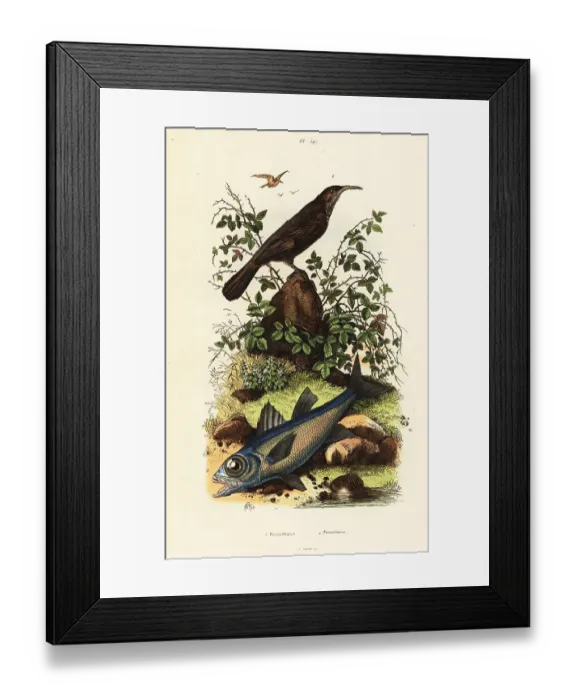 Framed Print : Grey-crowned babbler and black cardinal fish Framed Print : Grey-crowned babbler and black cardinal fish