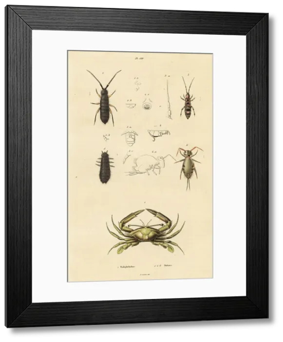 Framed Print : Swimming crab and springtails Framed Print : Swimming crab and springtails