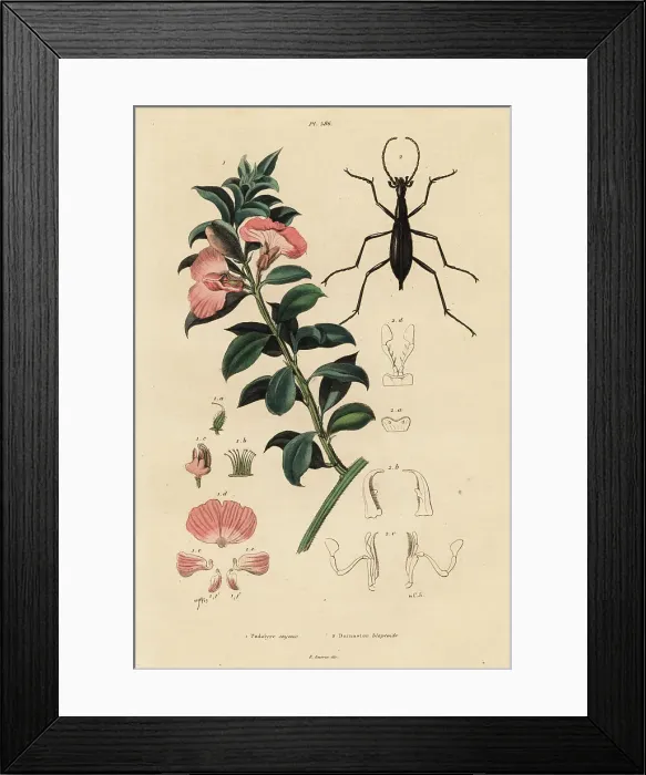 Framed Print : Cape satin bush and beetle Framed Print : Cape satin bush and beetle