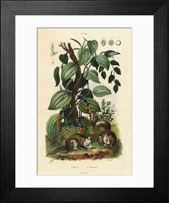 Framed Print : Black pepper and southern flying squirrel Framed Print : Black pepper and southern flying squirrel