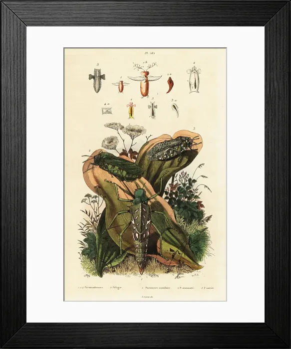 Framed Print : Grasshoppers and sea angels Framed Print : Grasshoppers and sea angels