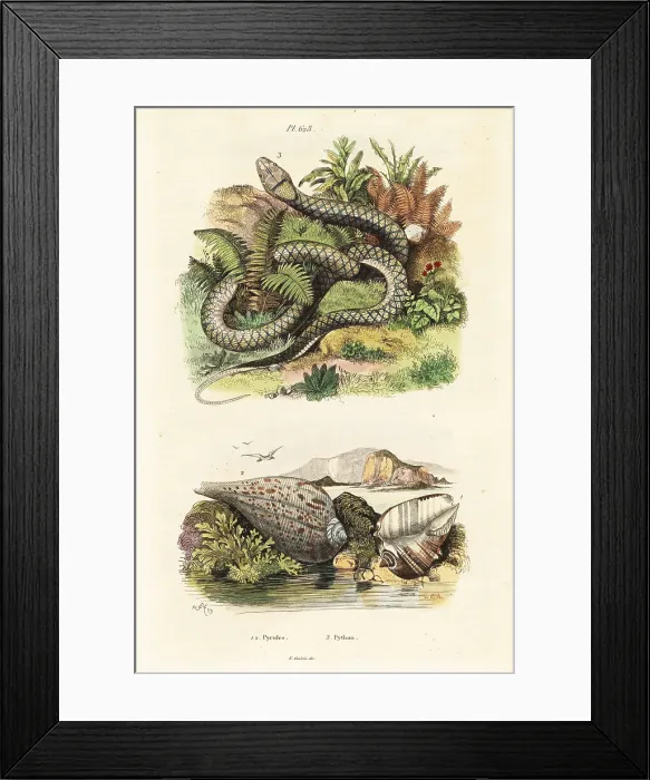 Framed Print : Paper fig shell and amethystine python Framed Print : Paper fig shell and amethystine python