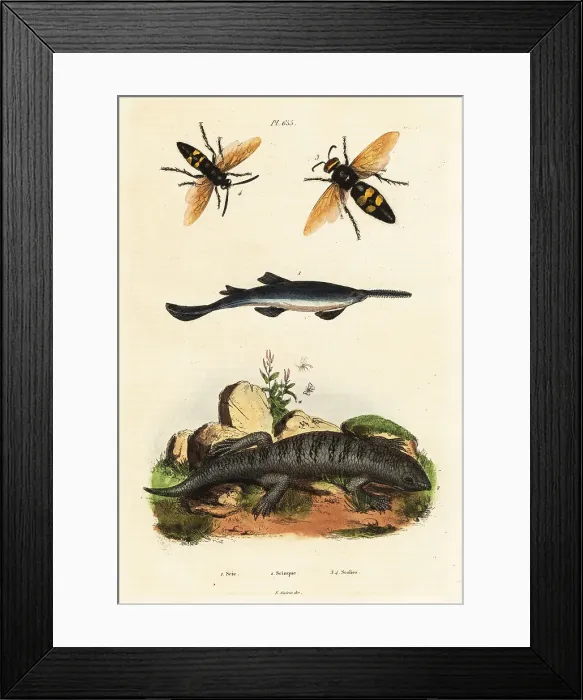 Framed Print : Largetooth sawfish, skink and wasps Framed Print : Largetooth sawfish, skink and wasps