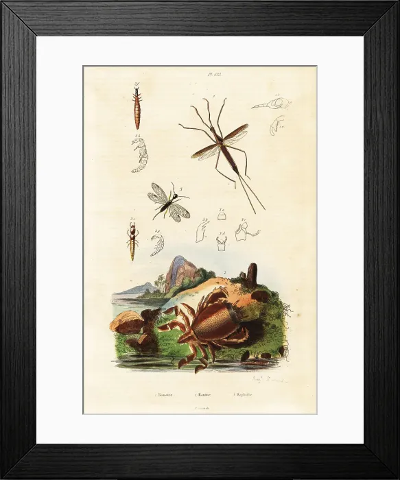 Framed Print : Red frog crab, snakefly and aquatic bug Framed Print : Red frog crab, snakefly and aquatic bug