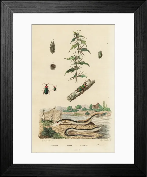 Framed Print : Sea lamprey and beetles Framed Print : Sea lamprey and beetles