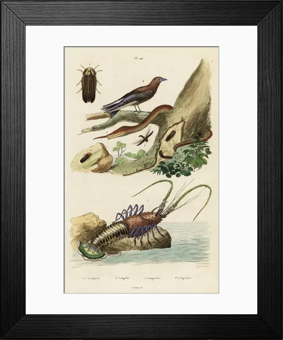 Framed Print : Spiny lobster, woodswallow, firefly and leaf-nosed snake Framed Print : Spiny lobster, woodswallow, firefly and leaf-nosed snake