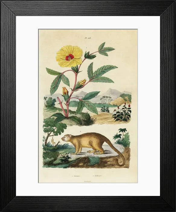 Framed Print : Kinkajou and Roselle Framed Print : Kinkajou and Roselle